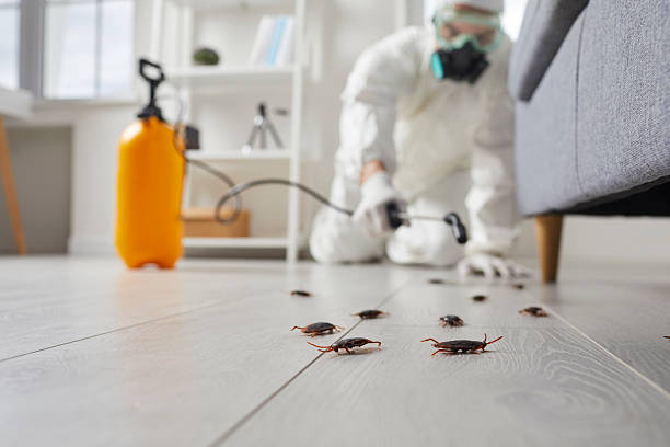 Affordable Termite Control solutions in Jackson, MI